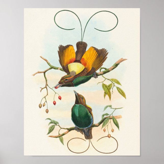 Prächtiger Paradiesvogel von John Gould Poster (Vorne)