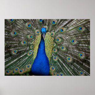 Prächtiger Pfau Poster