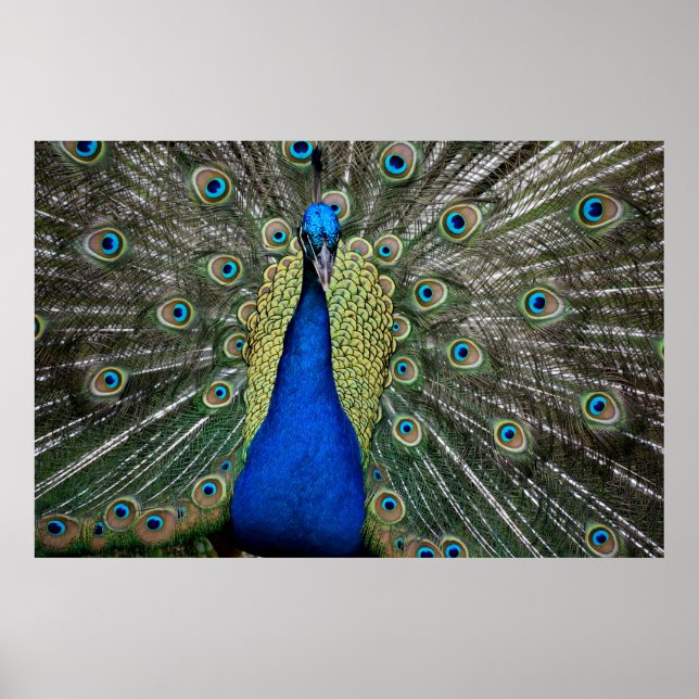 Prächtiger Pfau  Poster (Vorne)