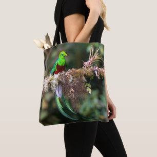 Prächtiger Quetzal im Wolkenwald