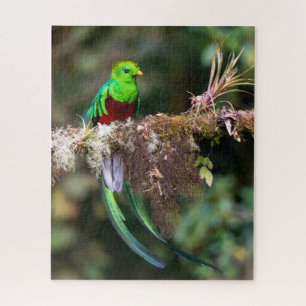 Prächtiger Quetzal im Wolkenwald Puzzle