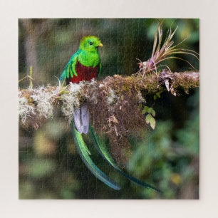 Prächtiger Quetzal im Wolkenwald Puzzle
