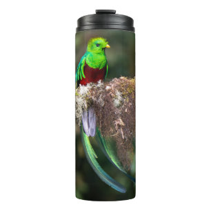 Prächtiger Quetzal im Wolkenwald Thermosbecher
