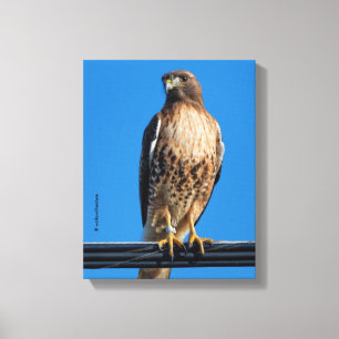 Prächtiger Rotschwanzbussard in der Sonne Leinwanddruck