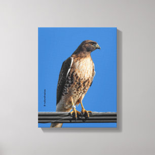 Prächtiger Rotschwanzbussard in der Sonne Leinwanddruck