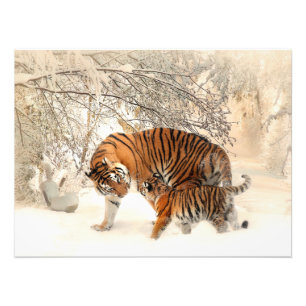 Prächtiger Tiger und Jungtier im Schnee Fotodruck