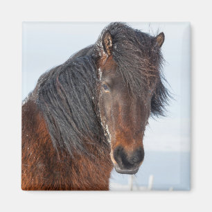 Prächtiges Icelandic Horse Headshot Magnet