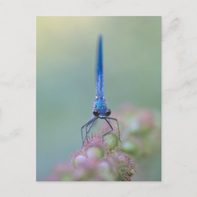 Prachtlibelle Postkarte (Vorderseite)