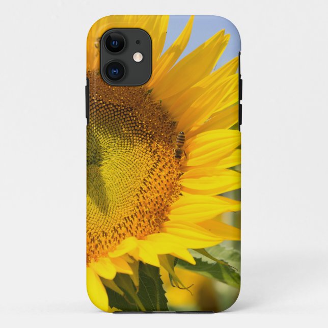 Prachtvolle Sonnenblumen! Case-Mate iPhone Hülle (Rückseite)
