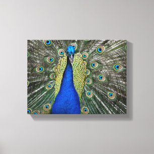 Prachtvoller Pfau Leinwanddruck