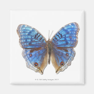 Präcis-Rhadama Magnet