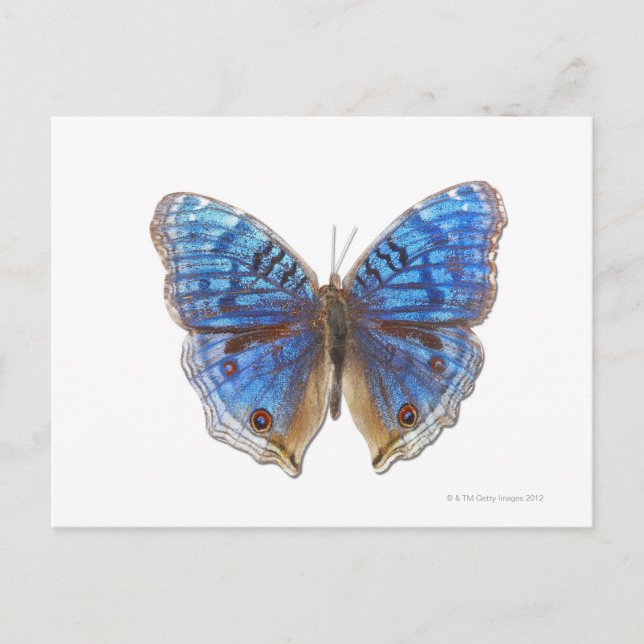 Präcis-Rhadama Postkarte (Vorderseite)
