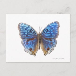 Präcis-Rhadama Postkarte