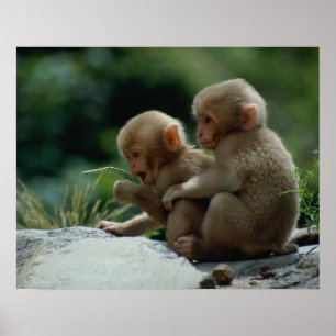 Präfektur Nagano, Japan Poster