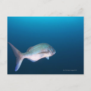 Präfektur Shizuoka, Nishizumachi, Japan Postkarte