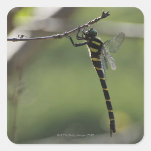 Präfektur Tokio, Honshu, Japan Quadratischer Aufkleber