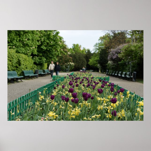 Prag Park Tulips - Lila und gelbe Frühlingsblüten Poster (Vorne)
