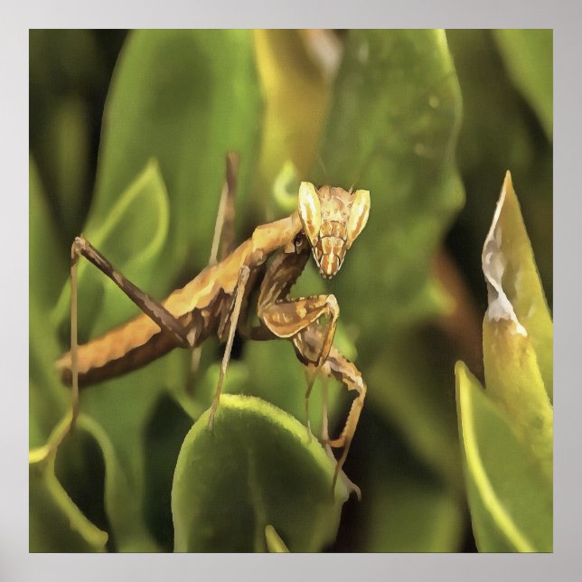 Pragation Mantis Portrait Insekt Kunst Poster (Vorne)