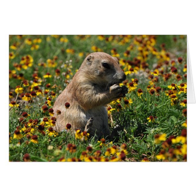 Praire Dog (Vorderseite (Horizontal))