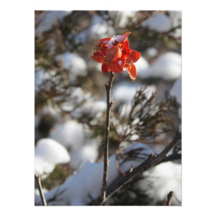 ‚Prairie Blossom‘ Fotodruck