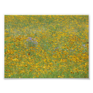 Prairie Blume Fotodruck