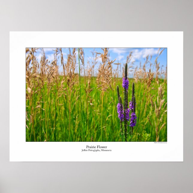 Prairie Blume Poster (Vorne)