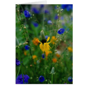 Prairie Coneflower