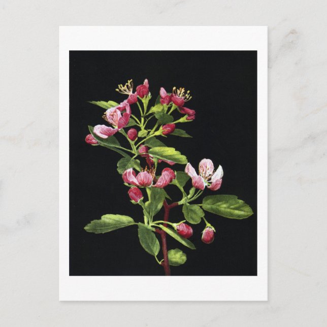 Prairie Crabapple Blossoms Postkarte (Vorderseite)