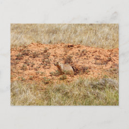 Prairie Dog, Devil's Tower National Monument, WY Postkarte