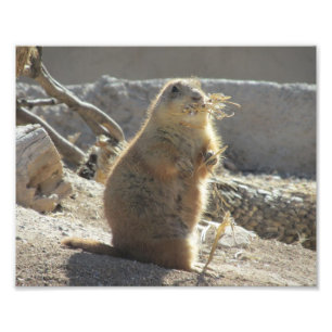Prairie Dog Foto Print