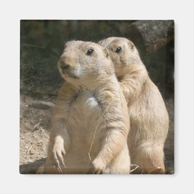 Prairie Dog Foto Square Magnet (Vorne)