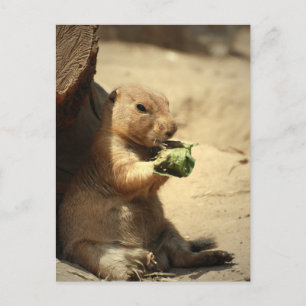 Prairie Dog Hangout Postcard Postkarte