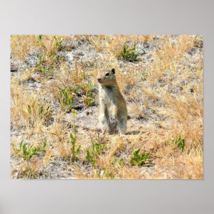 Prairie Dog in Yosemite, CA Poster