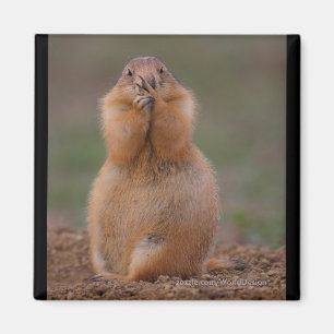 Prairie Dog Magnet