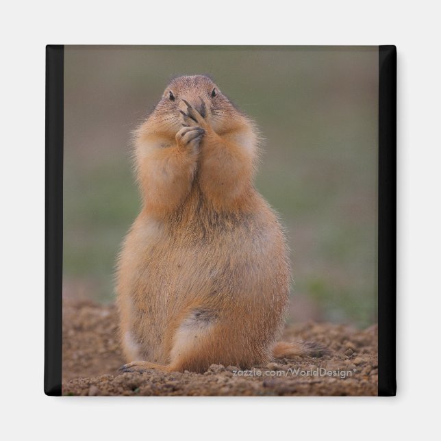 Prairie Dog Magnet (Vorne)