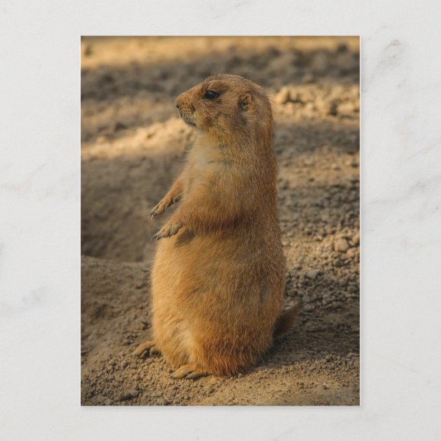 Prairie Dog Postcard Postkarte (Vorderseite)