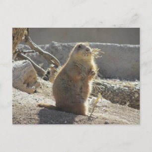 Prairie Dog Postcard Postkarte