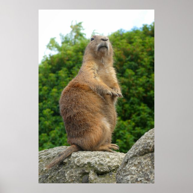 Prairie Dog Poster (Vorne)