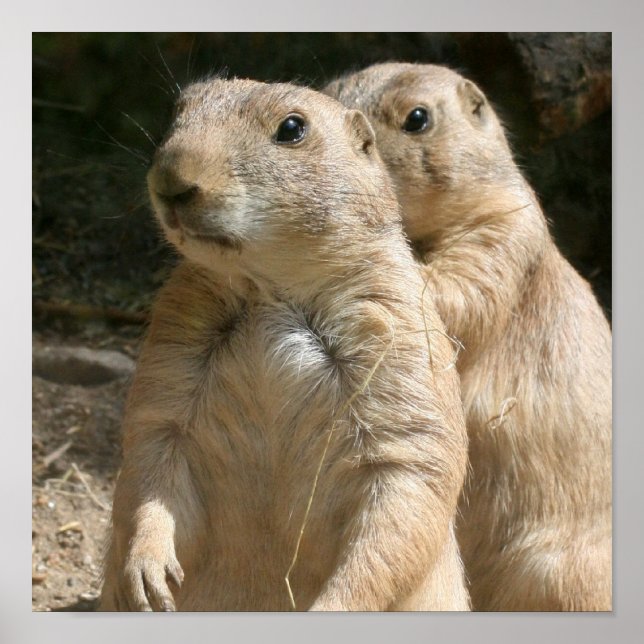 Prairie Dog Poster Print (Vorne)
