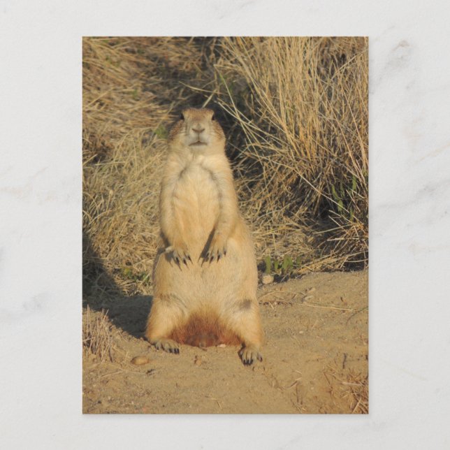 Prairie Dog Postkarte (Vorderseite)