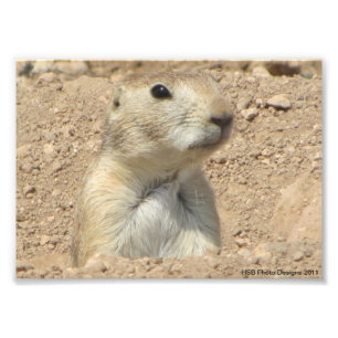 Prairie Dog San Angelo Staat Park/Garten: Fotodruck