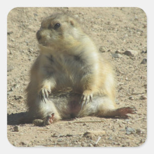 Prairie Dog Stickers