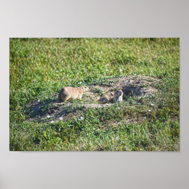 Prairie Dog Trio, Badlands National Park, South Da Poster (Vorne)