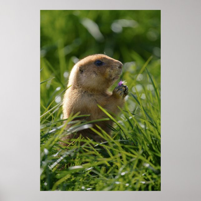 Prairie Dog und das Lila Blut Poster (Vorne)