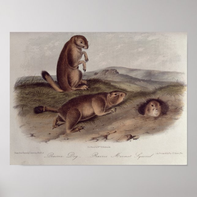 Prairie Dog von "Quadrupeds of North America" Poster (Vorne)