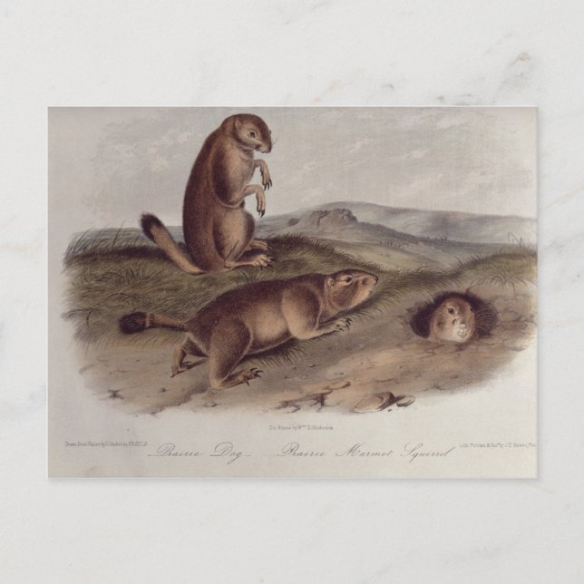 Prairie Dog von "Quadrupeds of North America" Postkarte (Vorderseite)
