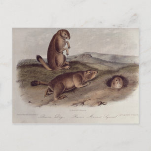 Prairie Dog von "Quadrupeds of North America" Postkarte