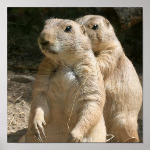 Prairie Dogs Poster Print