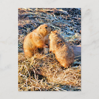 PRAIRIE DOGS POSTKARTE