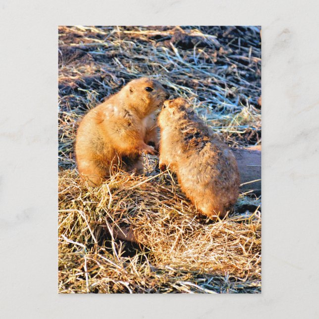 PRAIRIE DOGS POSTKARTE (Vorderseite)